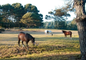 stanford-inn-mendocino-ca-legacy-31