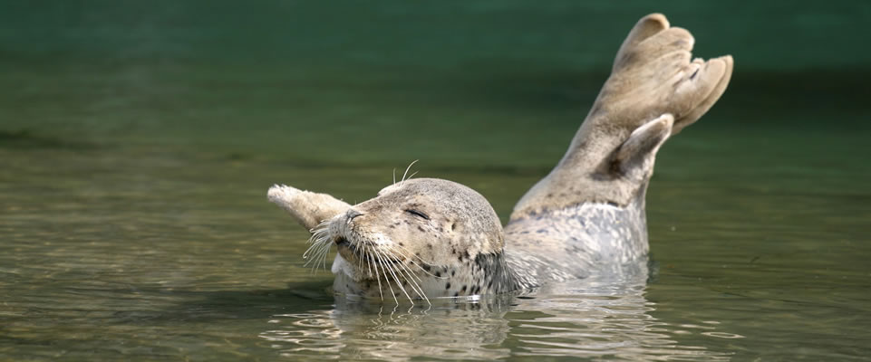 mendocino big river harbor seal pup