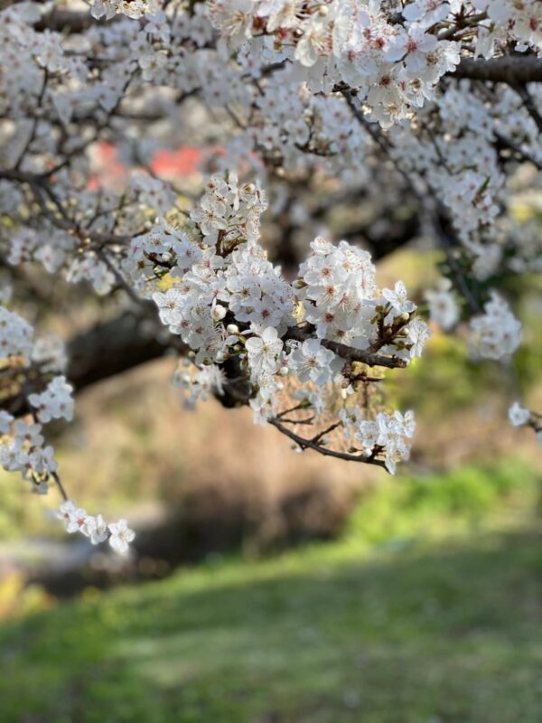 Cherry Plum in Bloom