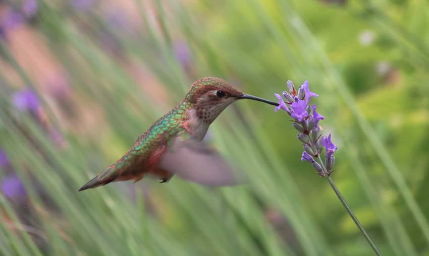 humming bird at stanford inn mendocino