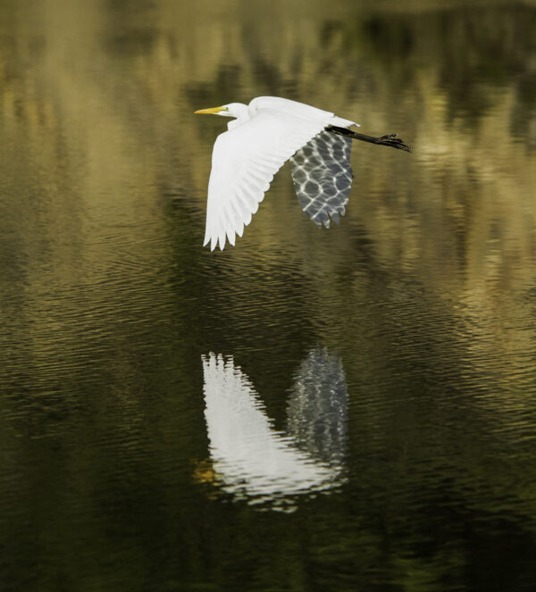 white heron in flight