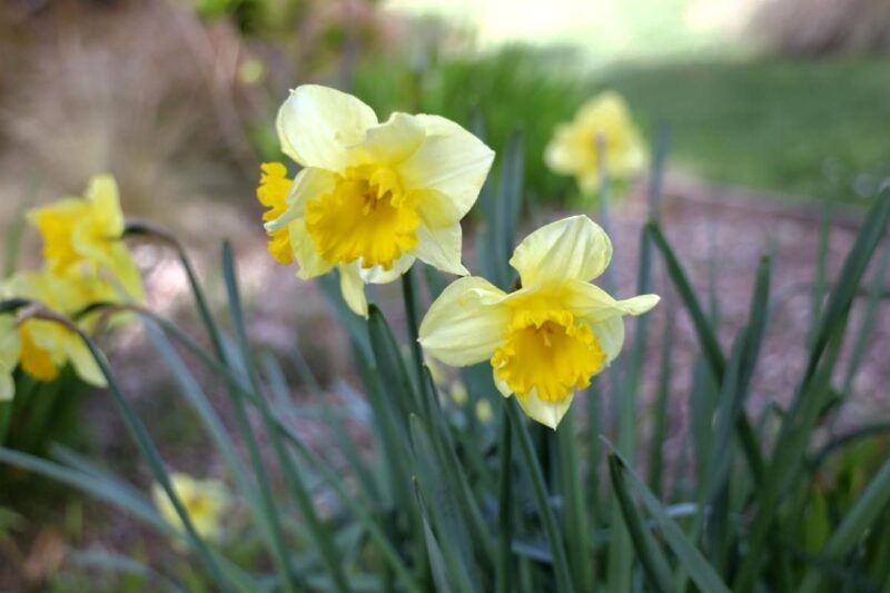 daffodils