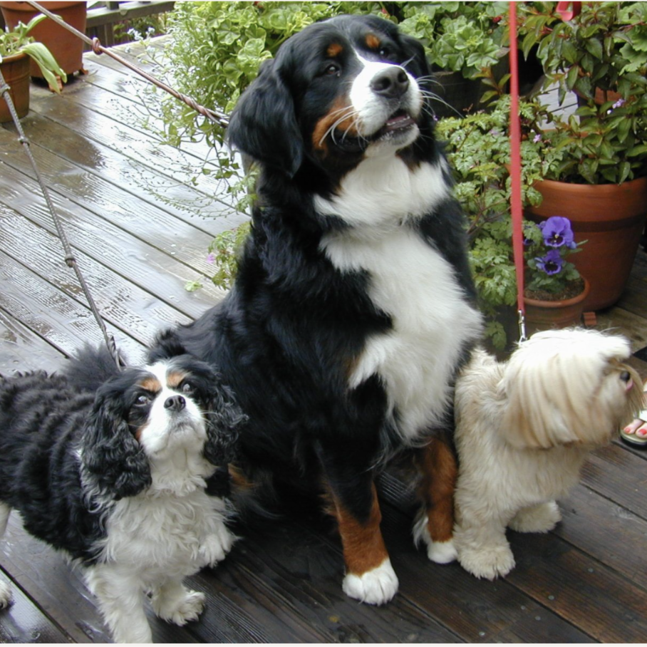 mendocino stanford inn pet friendly dogs