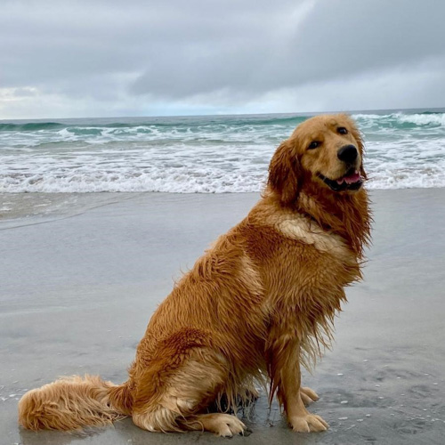 mendocino stanford inn dog at beach