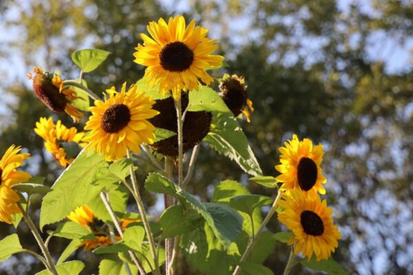 sunflowers