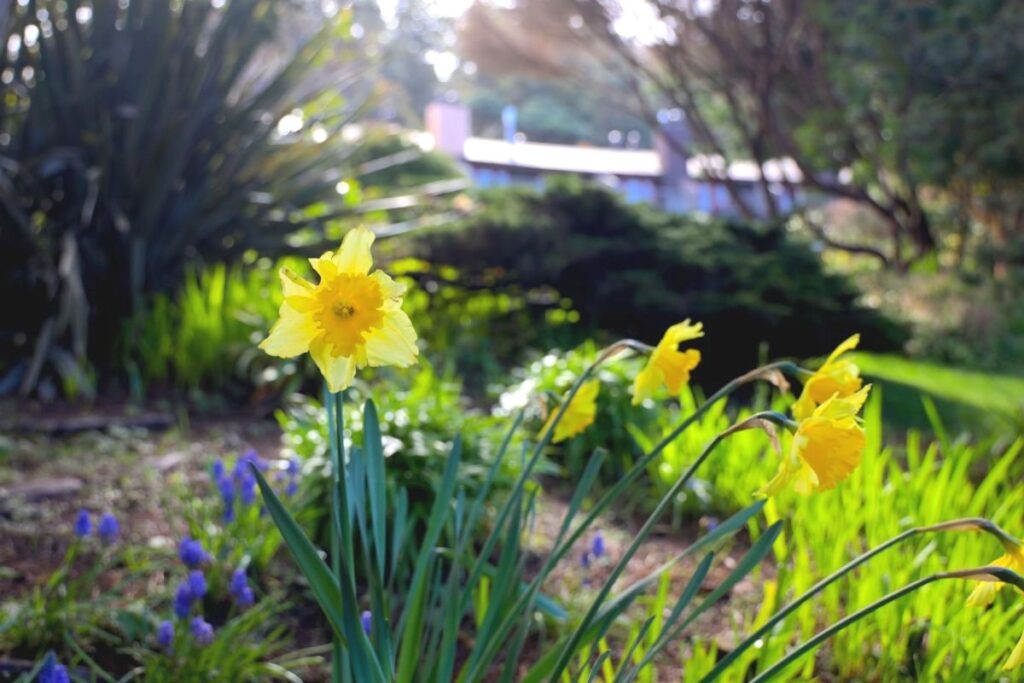 spring flowers