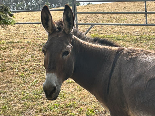 stanford inn rescue donkeys