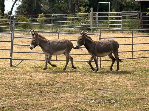 stanford inn rescue donkeys