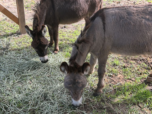 stanford inn rescue donkeys