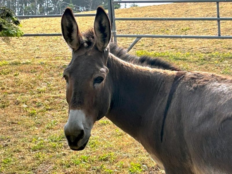 donkey at stanford inn