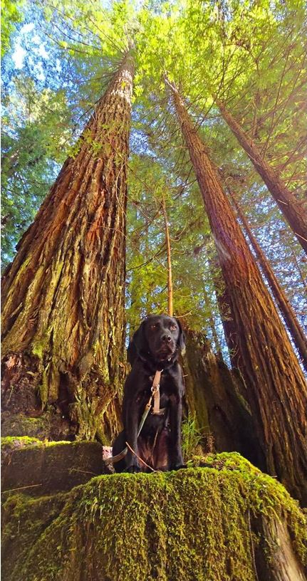 black dog in forest