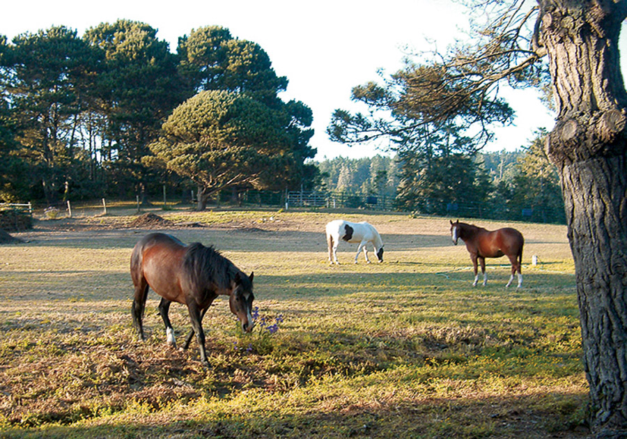 horses in pasture at stanford inn